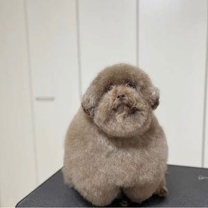 Meet your Posher, •_•equinox